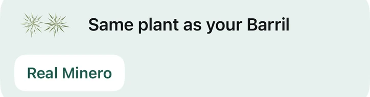 Agavist after a scan of Banhez Cuishe: Same plant as your Barril, with the barril already on your shelf, Real Minero.
