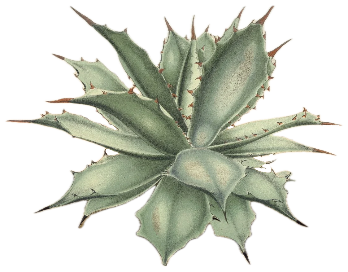 A small agave called tobalá, Agave potatorum, from a colour print made in 1868.