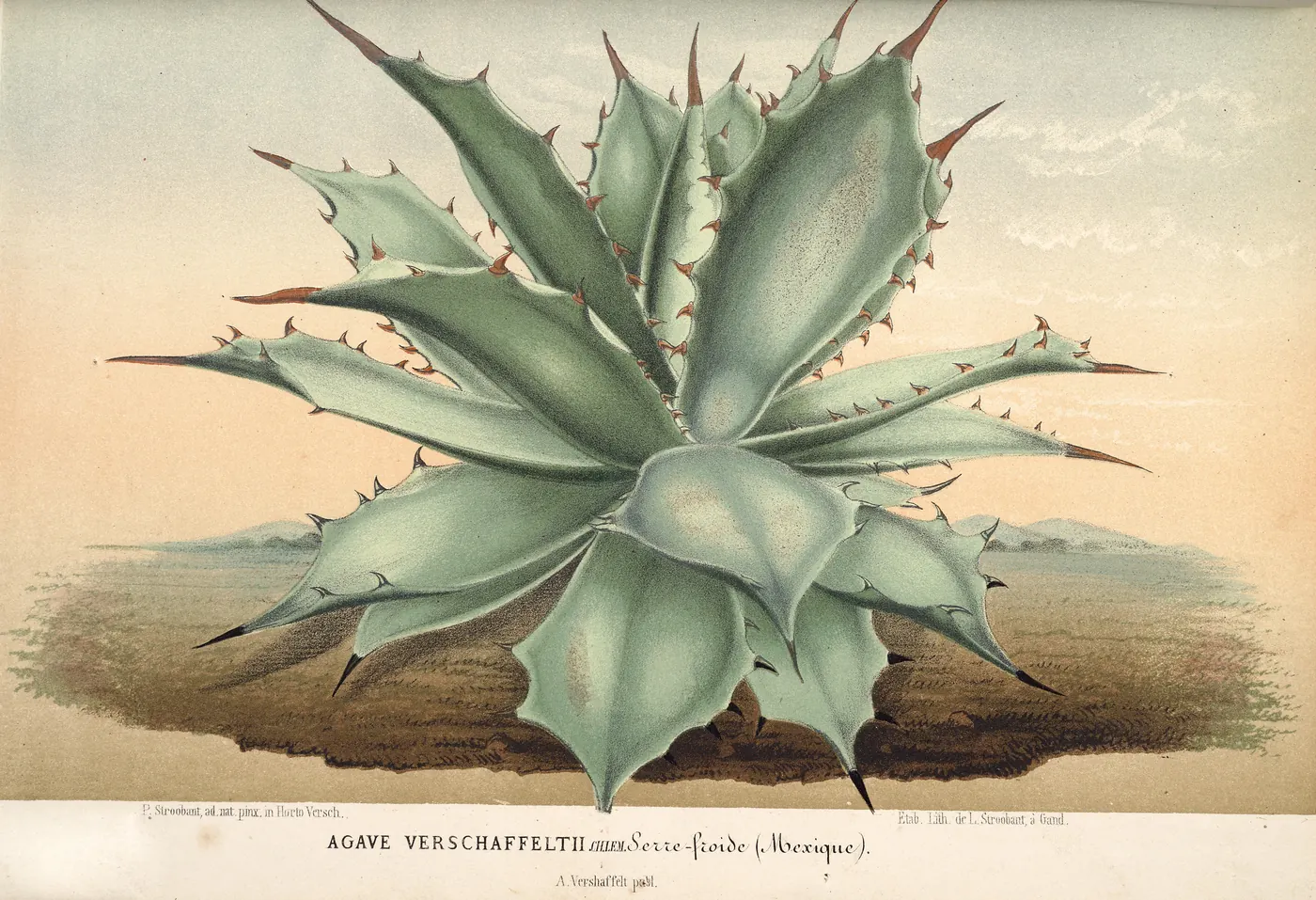 The whole 1868 colour print the plant at the top of this page was cut from: a small agave, tobalá, on open ground under a pale sky, with its printed title, Agave Verschaffeltii.